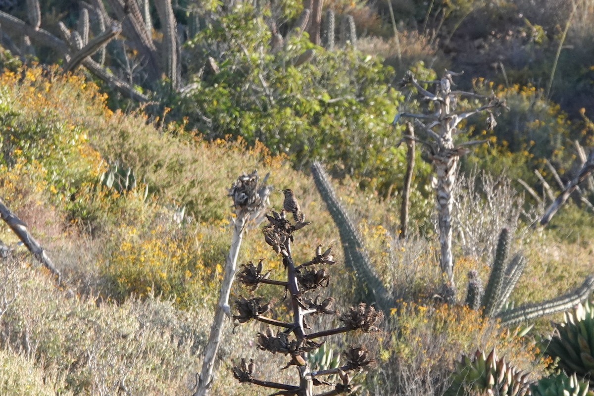 Cactus Wren - Benjamin Gallardo