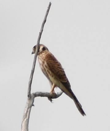 American Kestrel - ML620519185