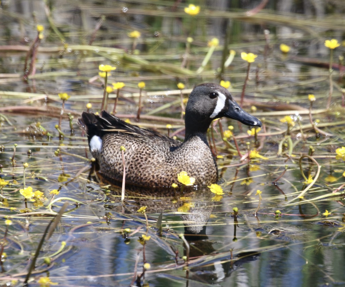 Blue-winged Teal - ML620519186