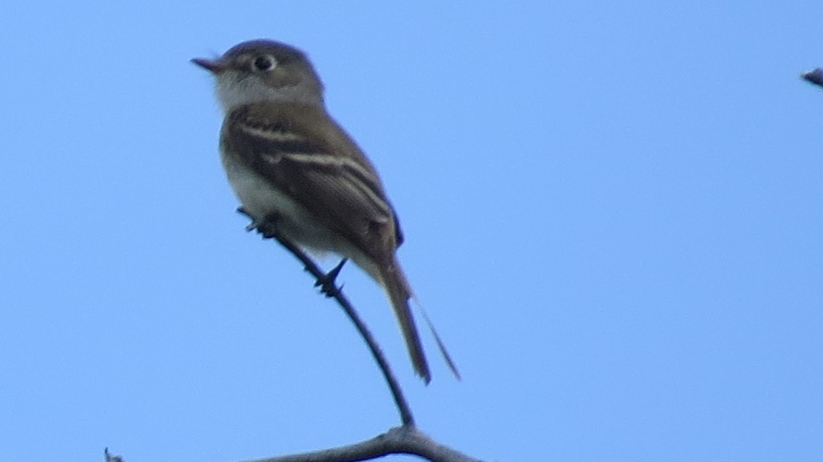 Least Flycatcher - ML620519188