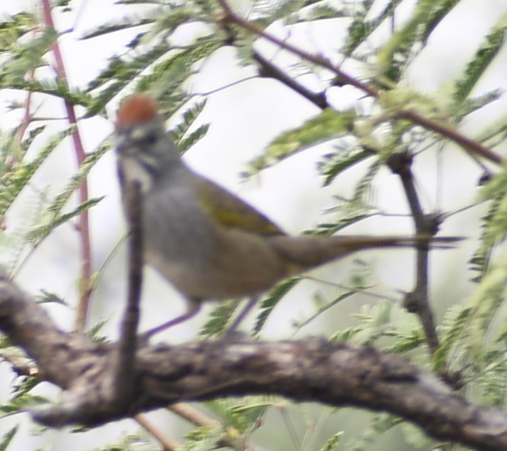 Chipping Sparrow - ML620519193