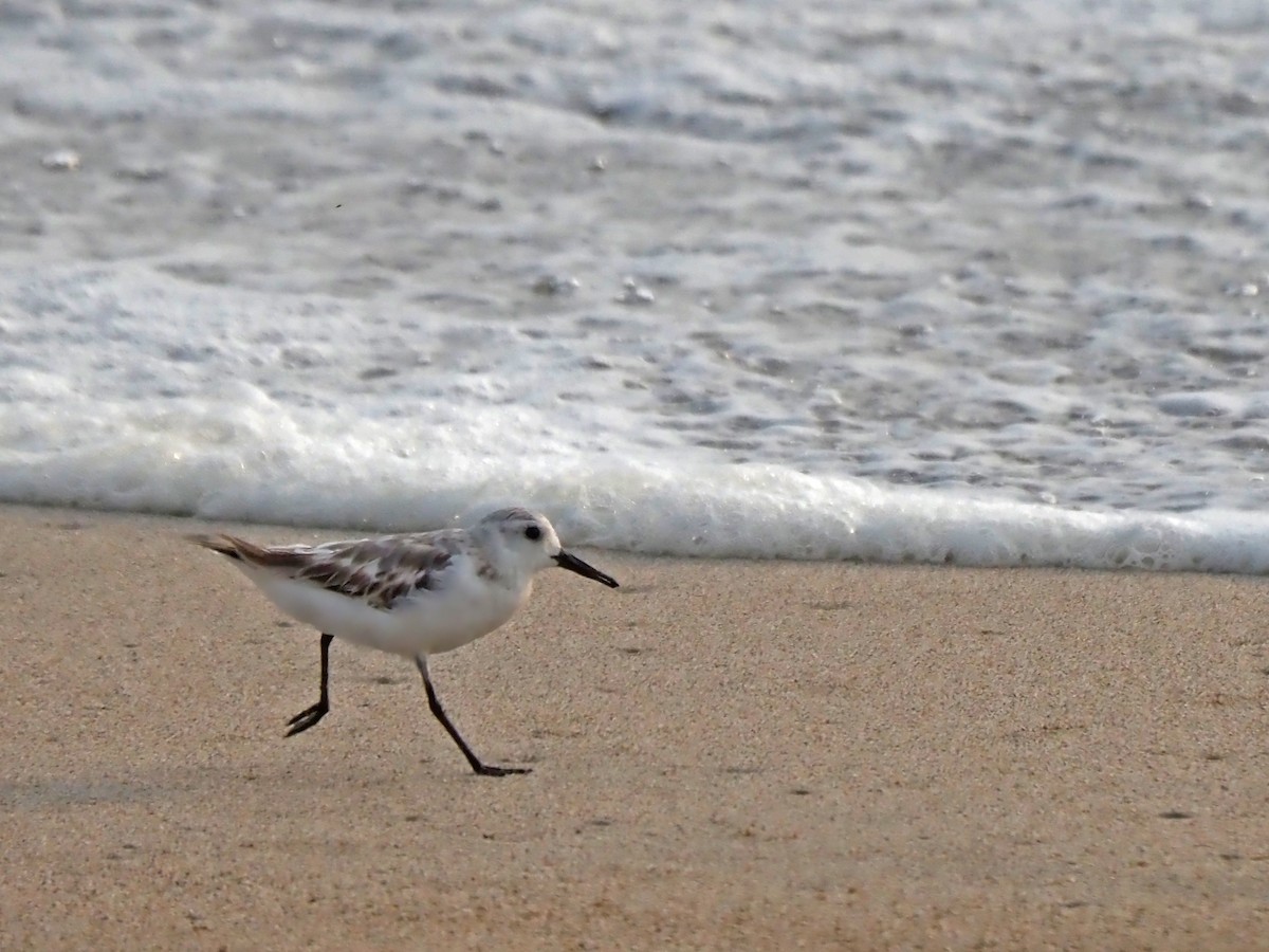 Sanderling - ML620519202