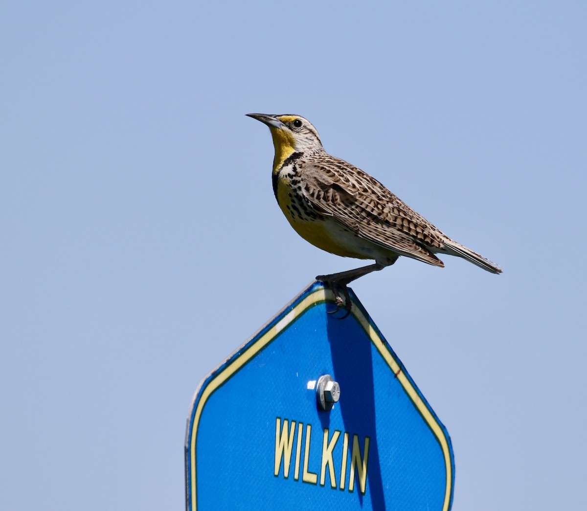 Western Meadowlark - ML620519207