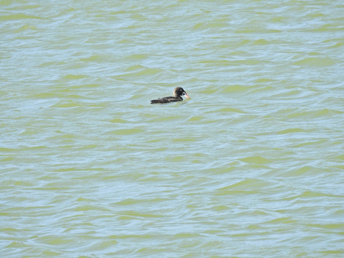 Surf Scoter - ML620519211