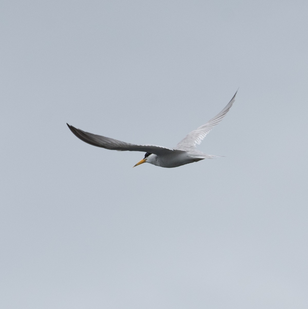 Least Tern - ML620519214