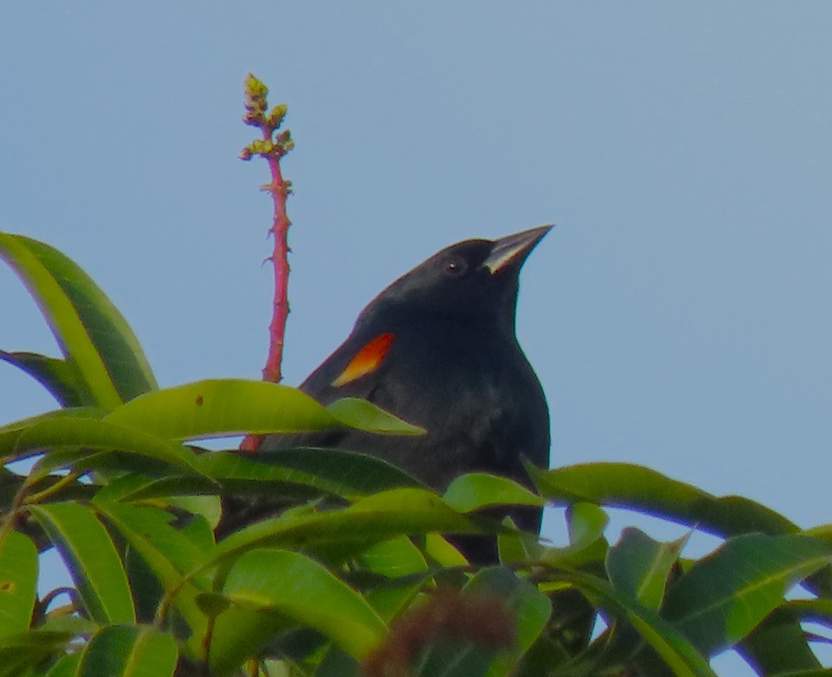 Tawny-shouldered Blackbird - ML620519218