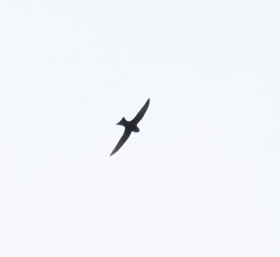 Black Swift - ML620519220