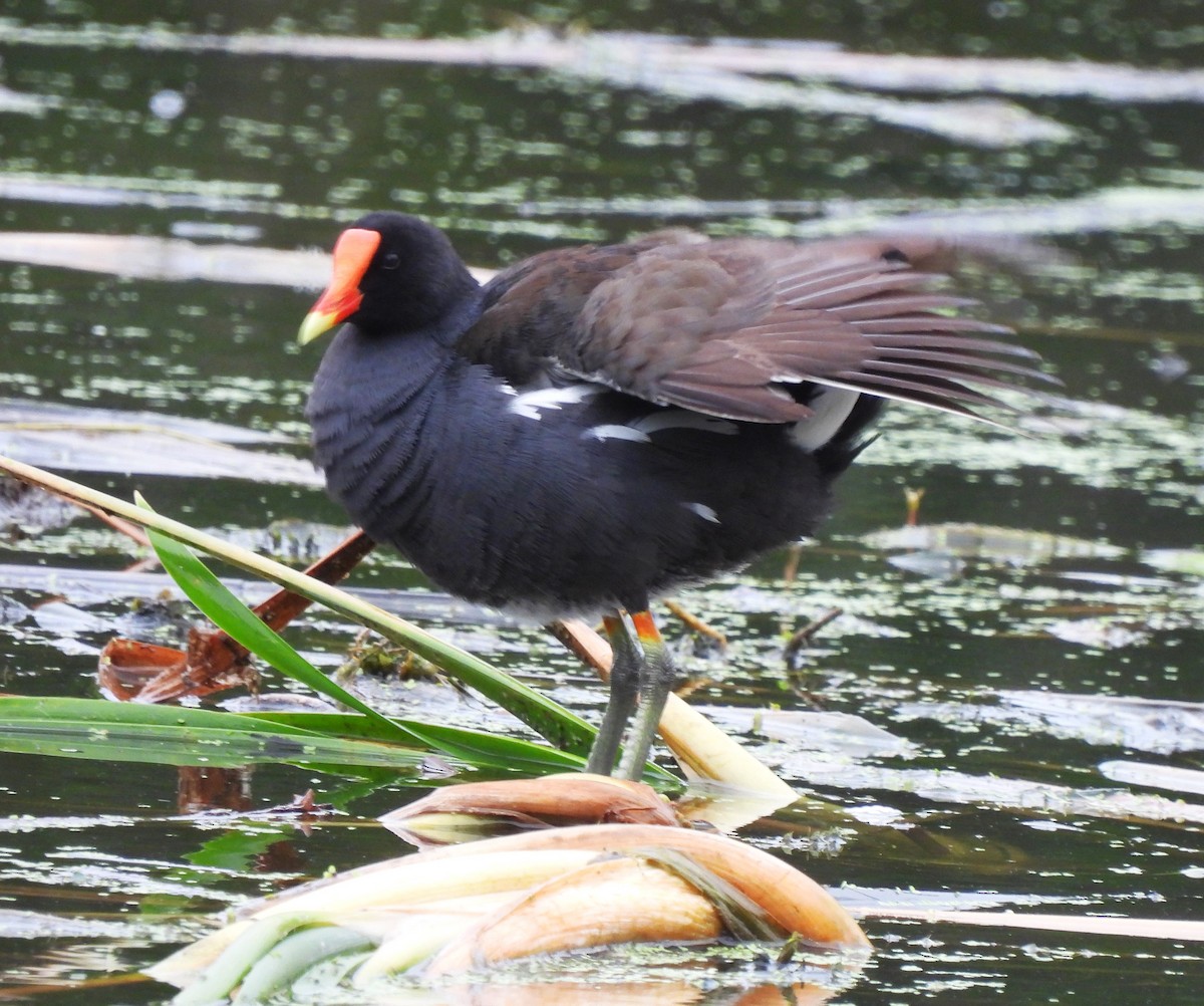 Gallinule d'Amérique - ML620519224