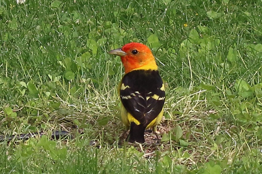 Western Tanager - ML620519225