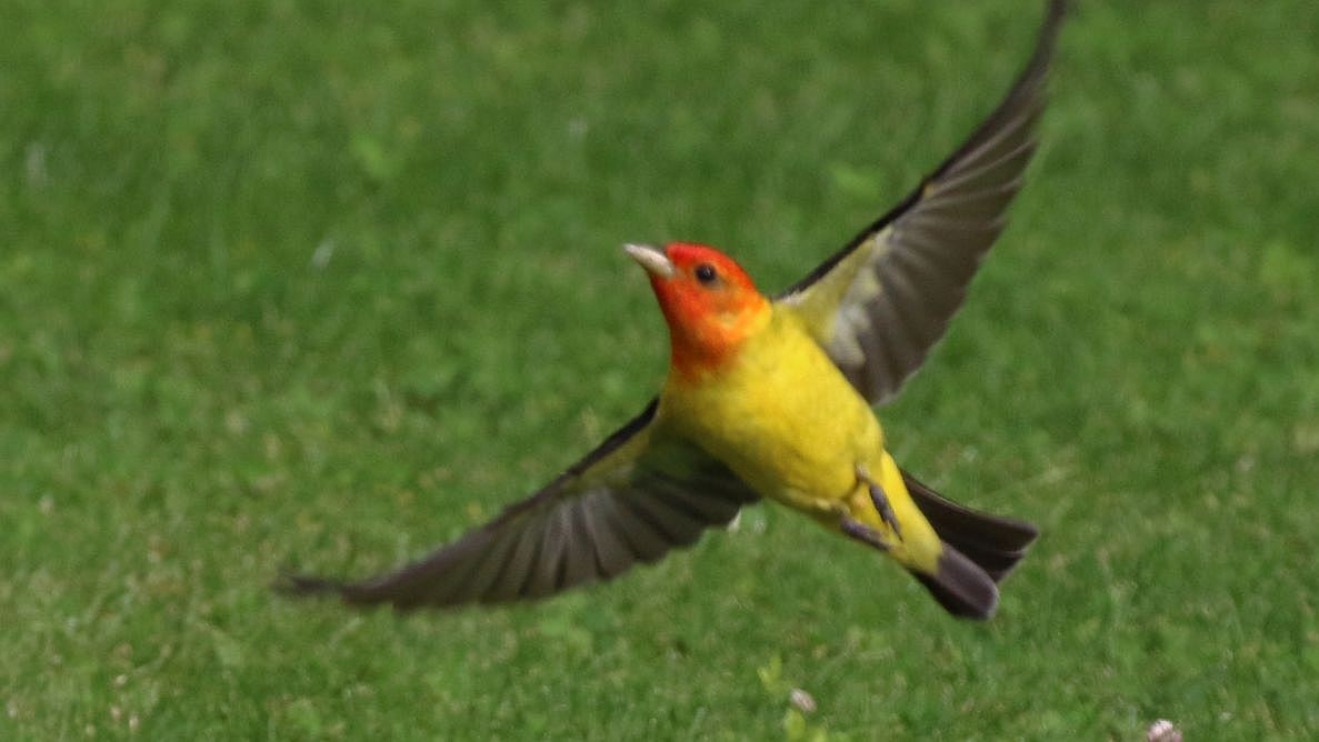 Western Tanager - ML620519228