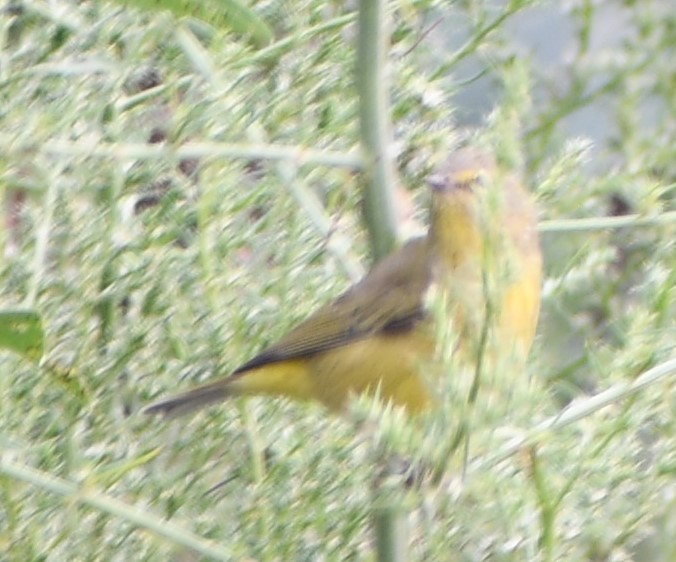 Nashville Warbler - ML620519230