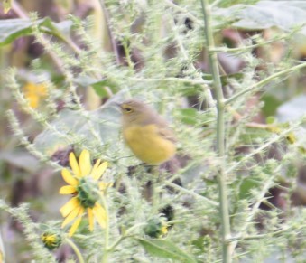 Nashville Warbler - ML620519232