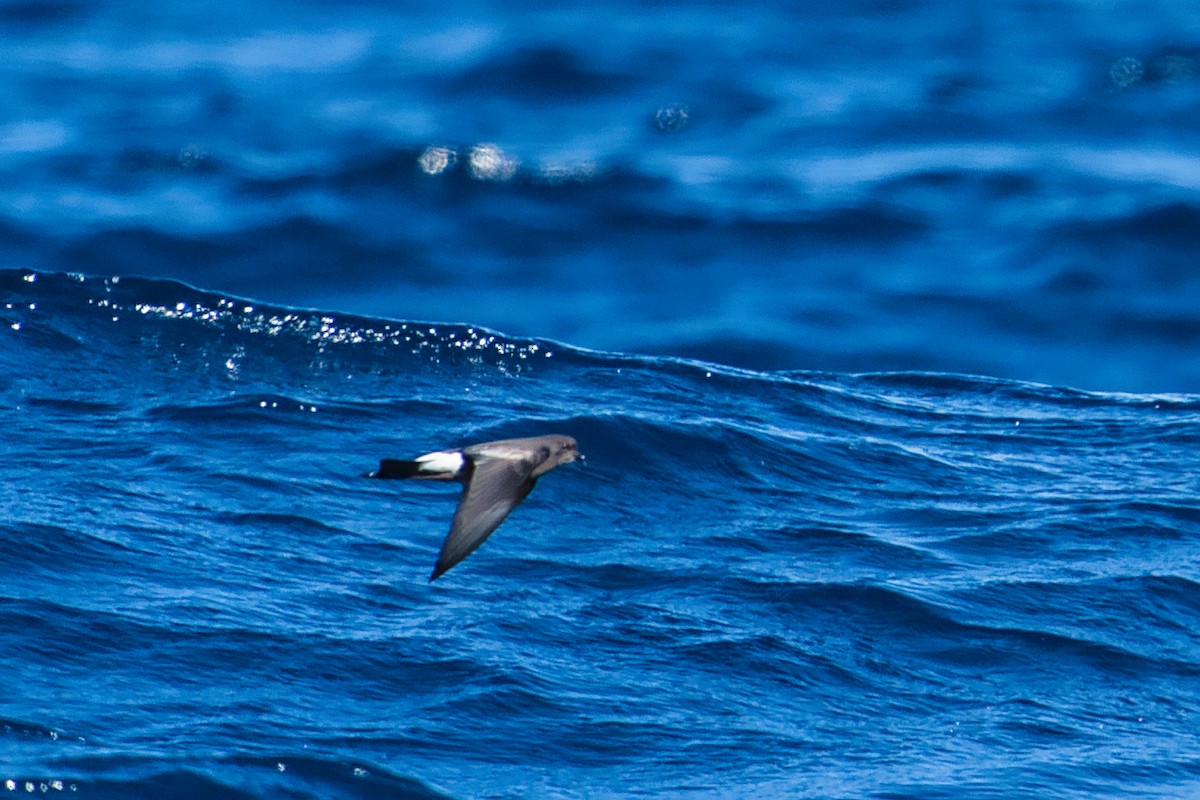 Black-bellied Storm-Petrel - ML620519237