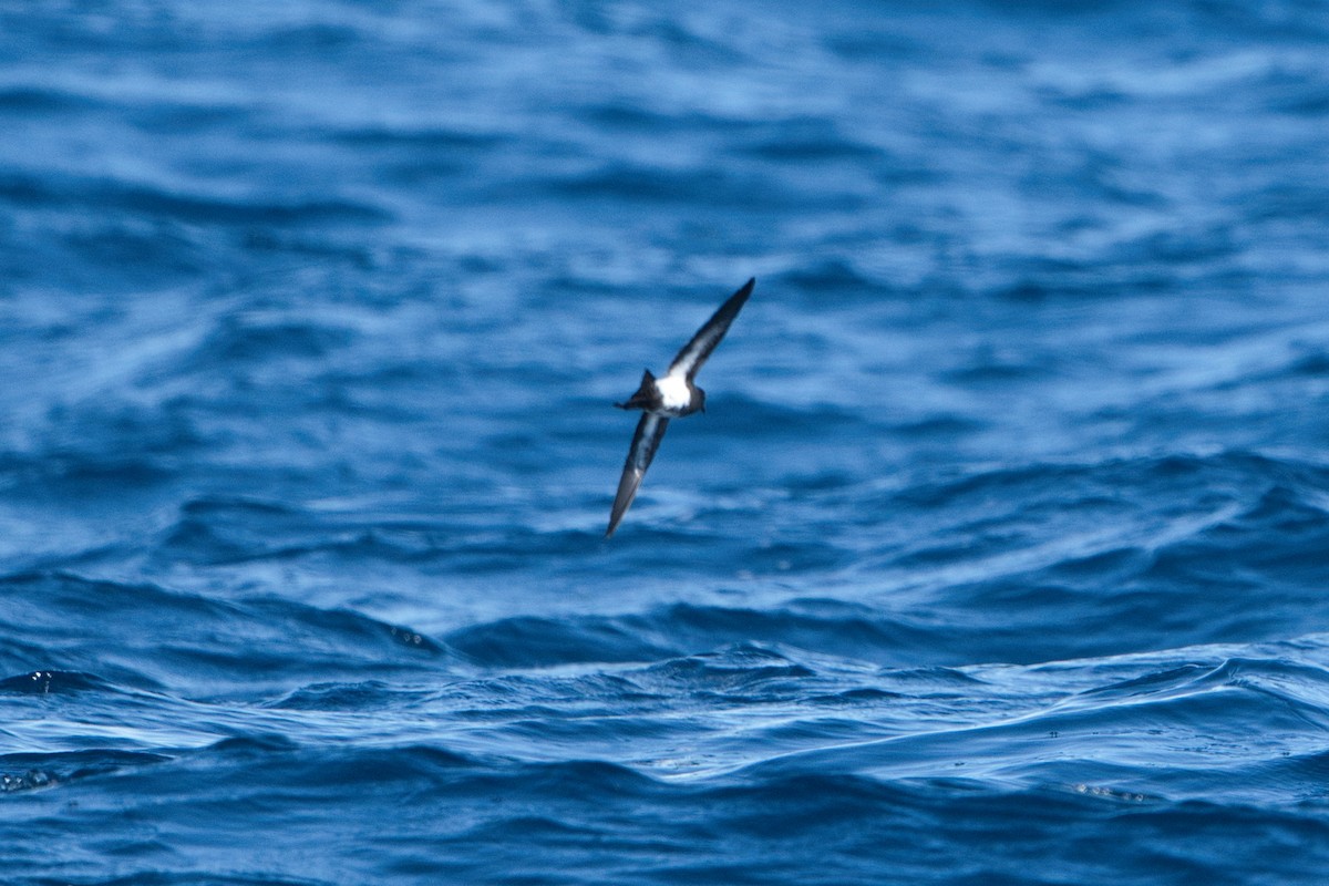 Black-bellied Storm-Petrel - ML620519238