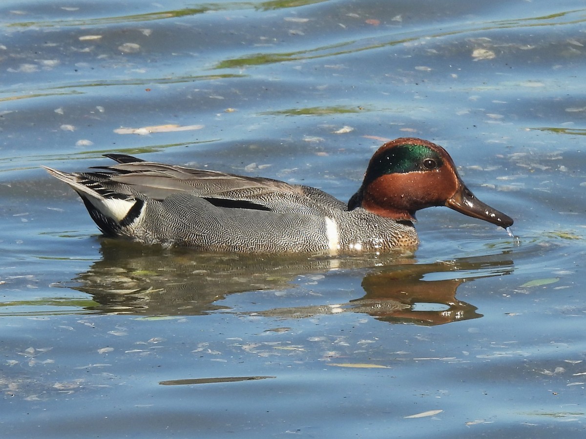 Green-winged Teal - ML620519260