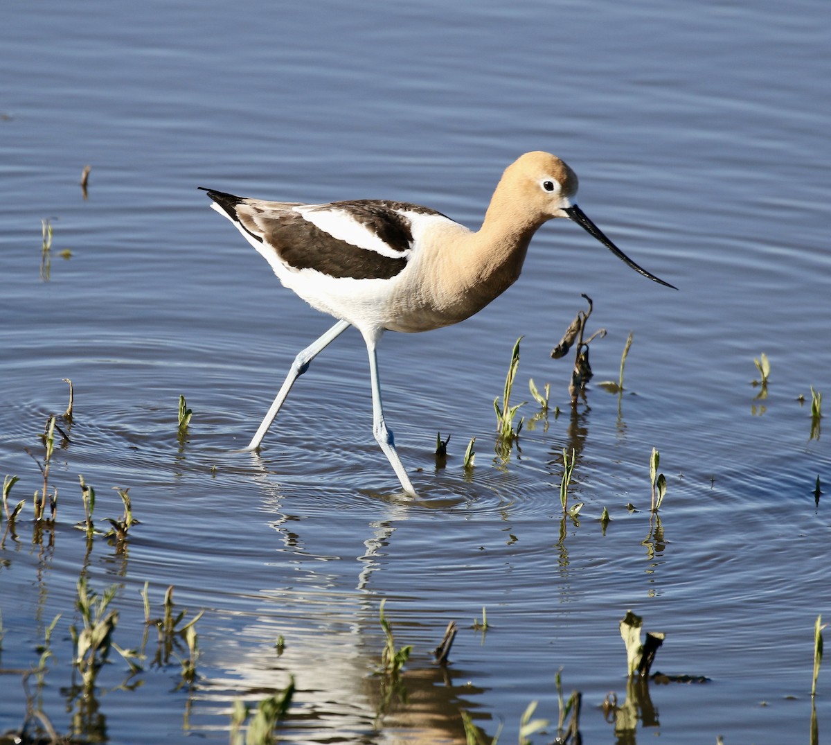 American Avocet - Mike O'Malley