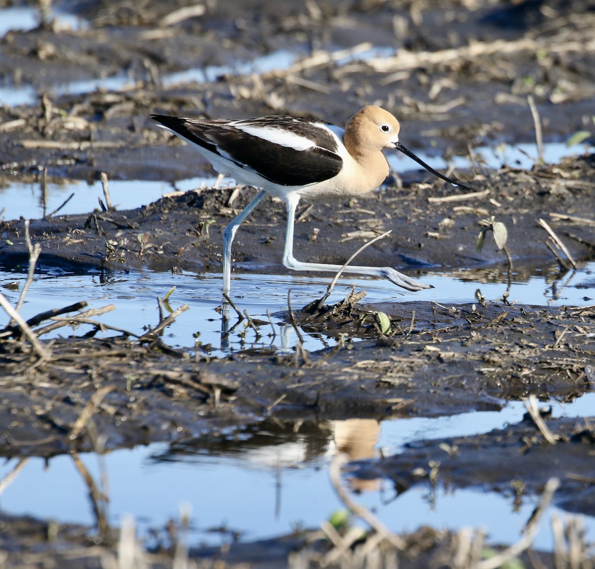 American Avocet - ML620519262