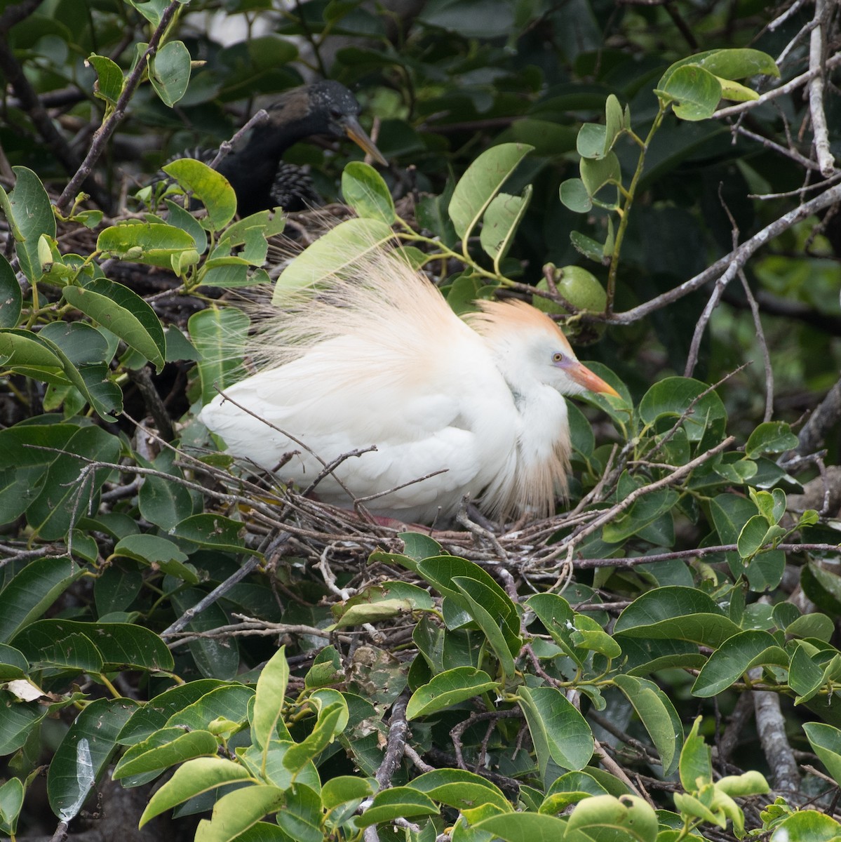 Египетская цапля (ibis) - ML620519263