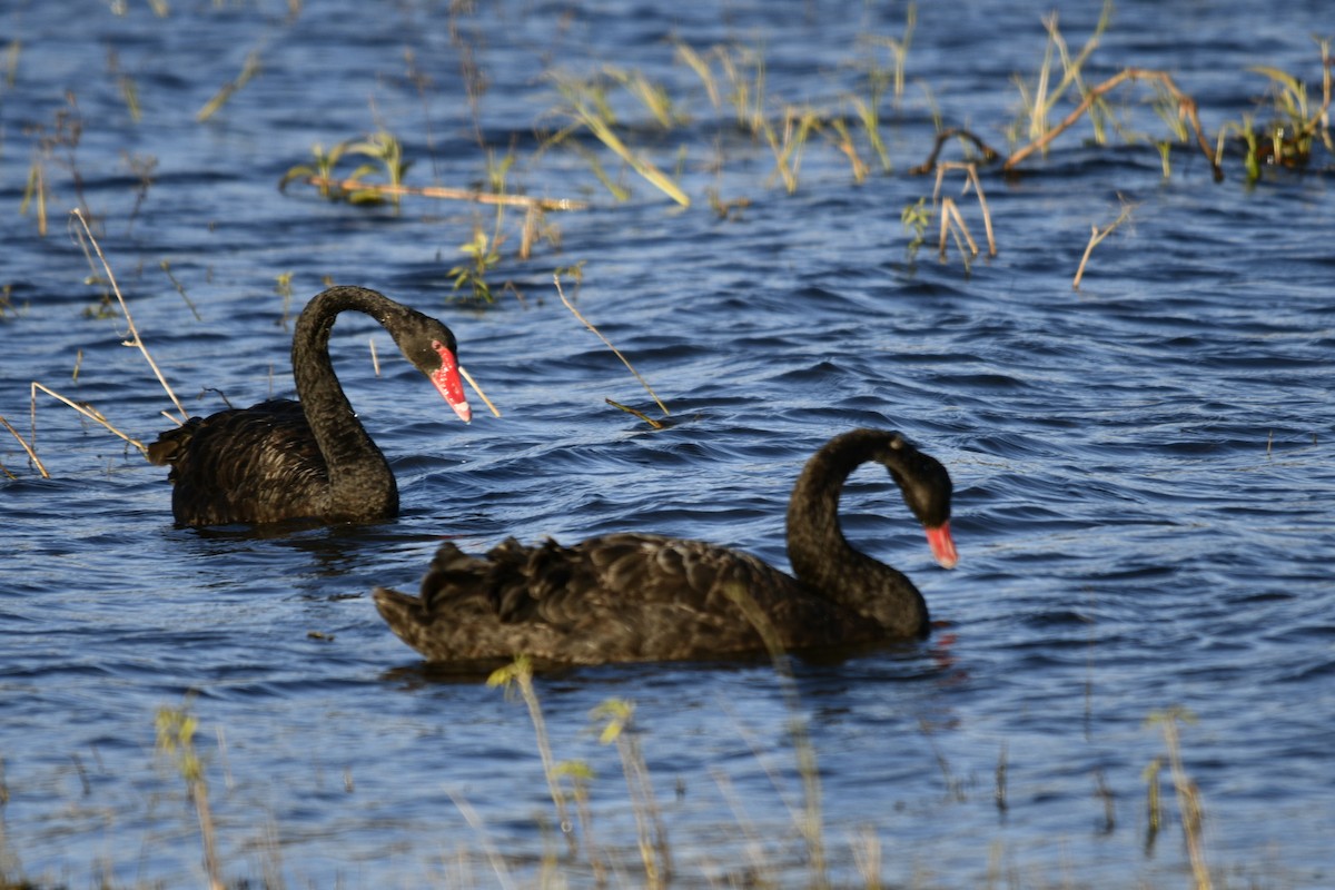 Black Swan - ML620519266