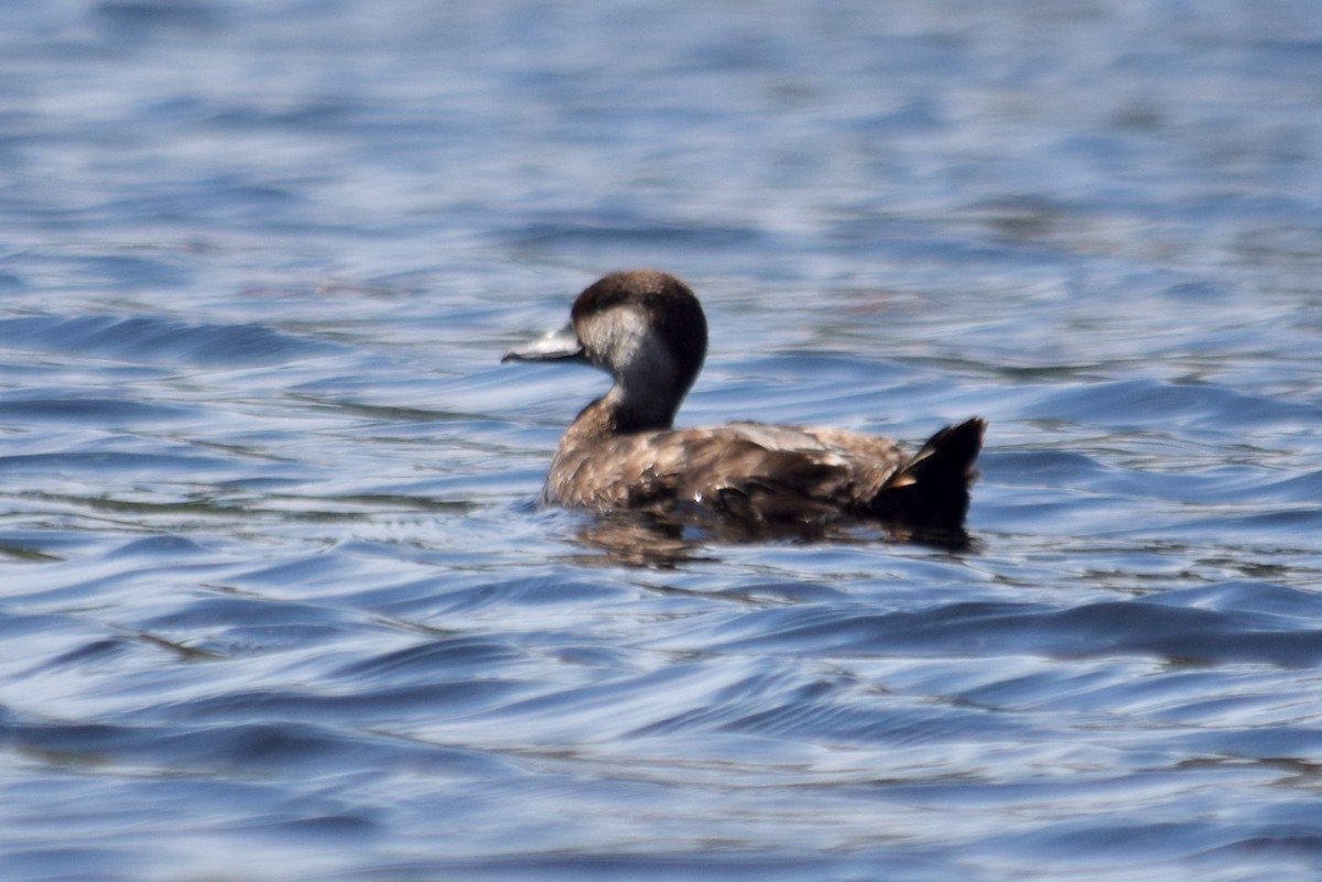 Black Scoter - ML620519269