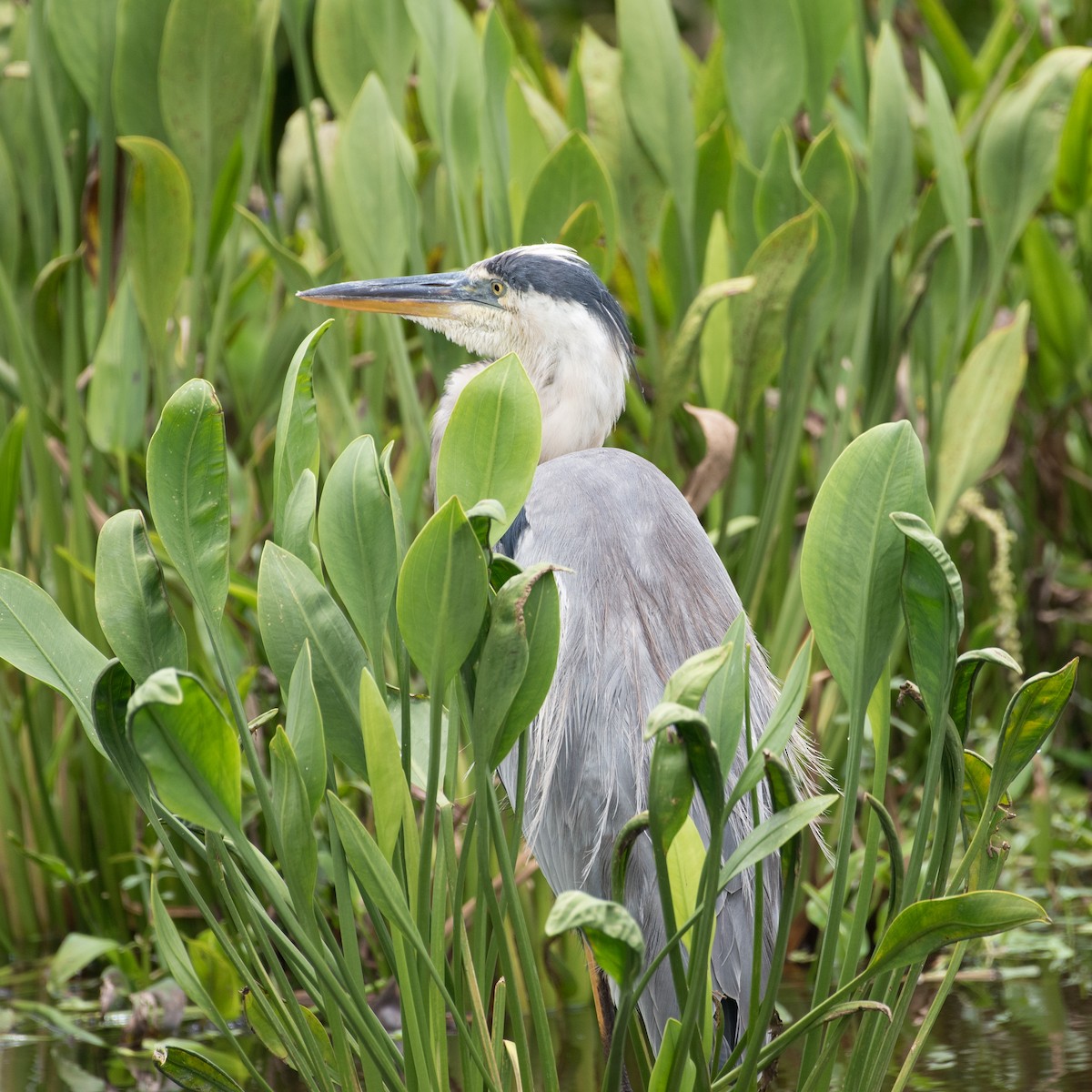 Great Blue Heron - ML620519270