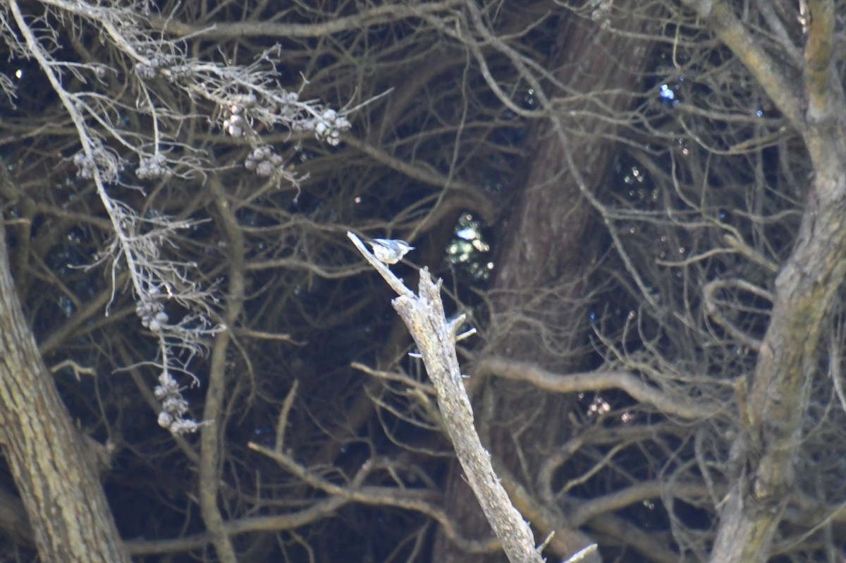 Pygmy Nuthatch - ML620519272