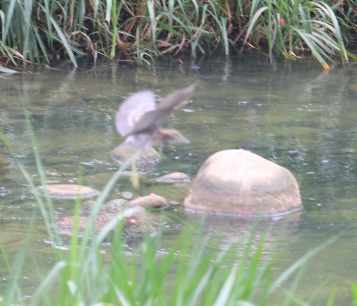 Black-crowned Night Heron - ML620519273