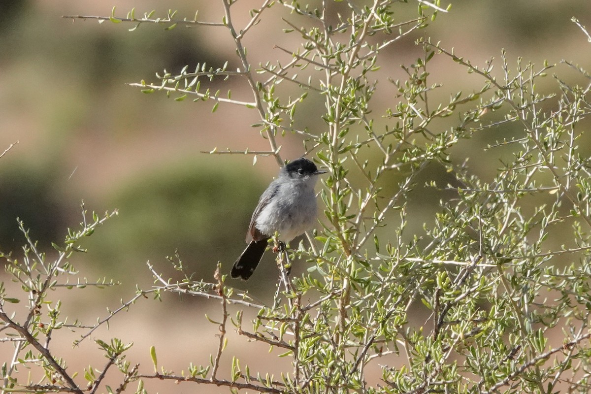 California Gnatcatcher - ML620519274