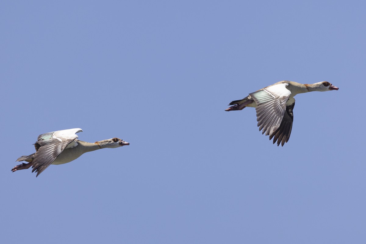 Egyptian Goose - ML620519277