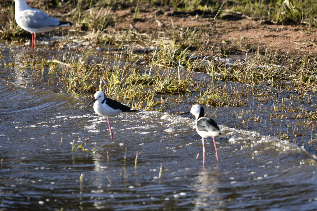 Pied Stilt - ML620519278