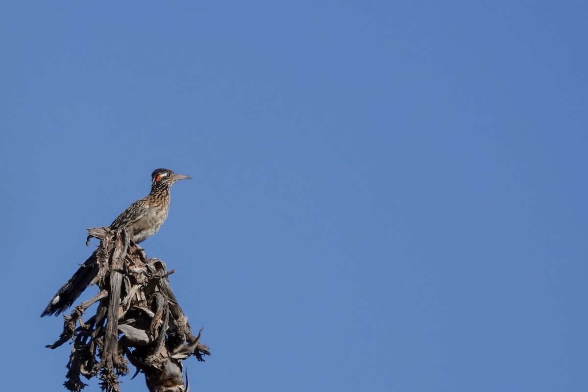 Greater Roadrunner - ML620519279