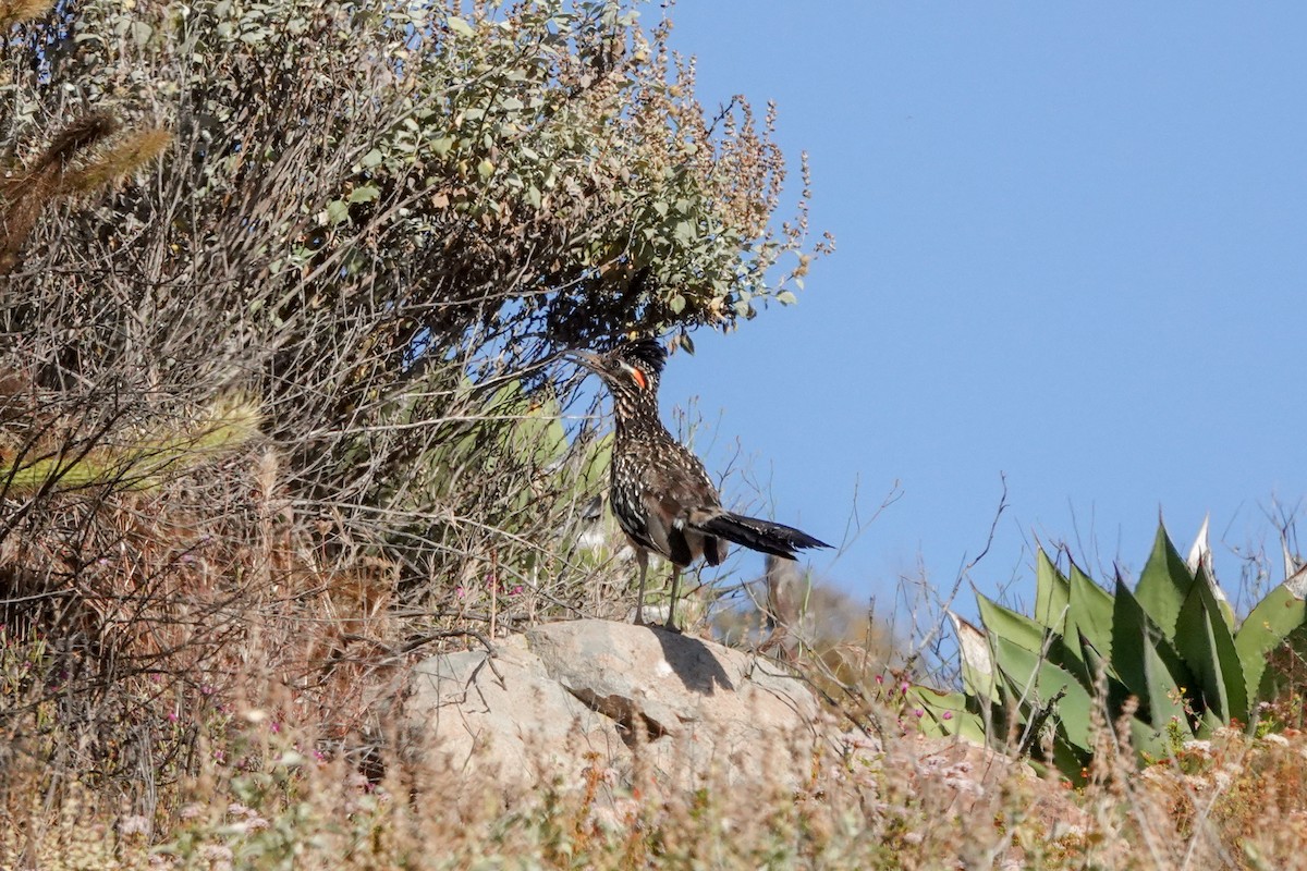 Greater Roadrunner - ML620519280