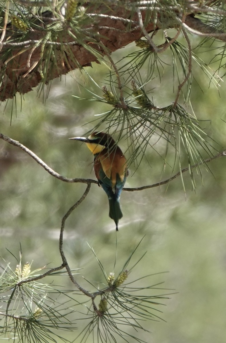 European Bee-eater - ML620519283