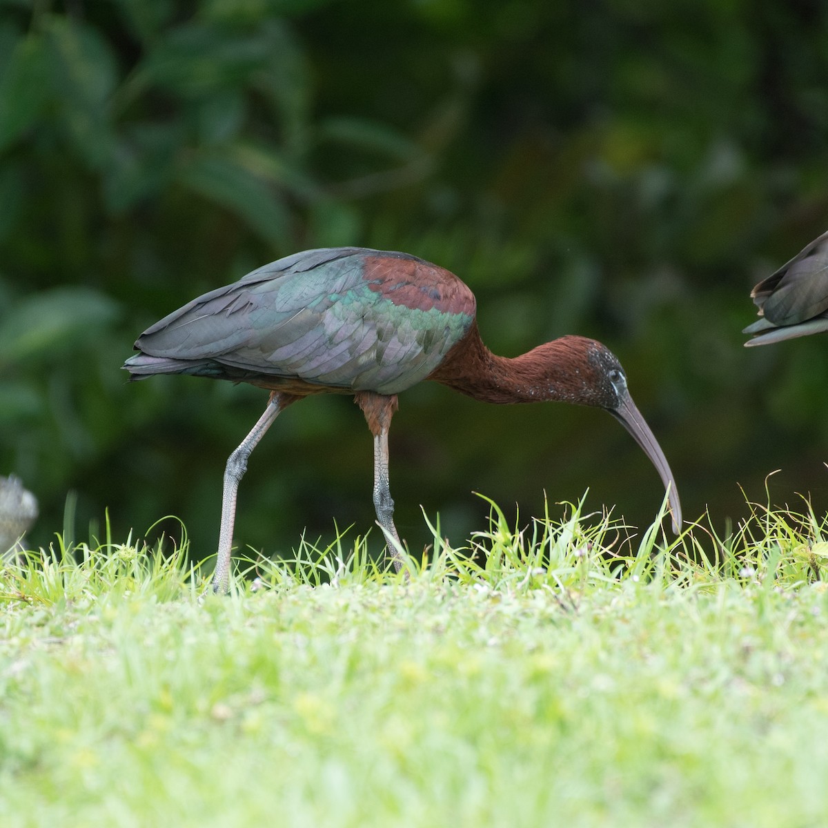 ibis hnědý - ML620519284