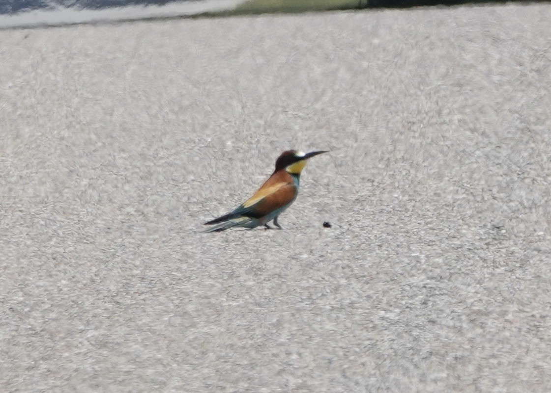 European Bee-eater - ML620519286