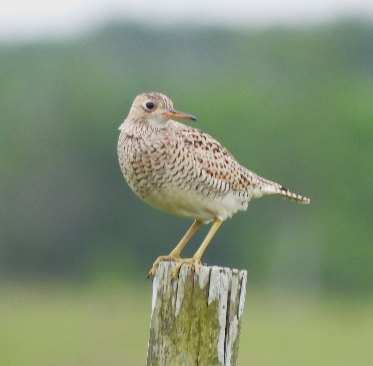 Upland Sandpiper - ML620519287