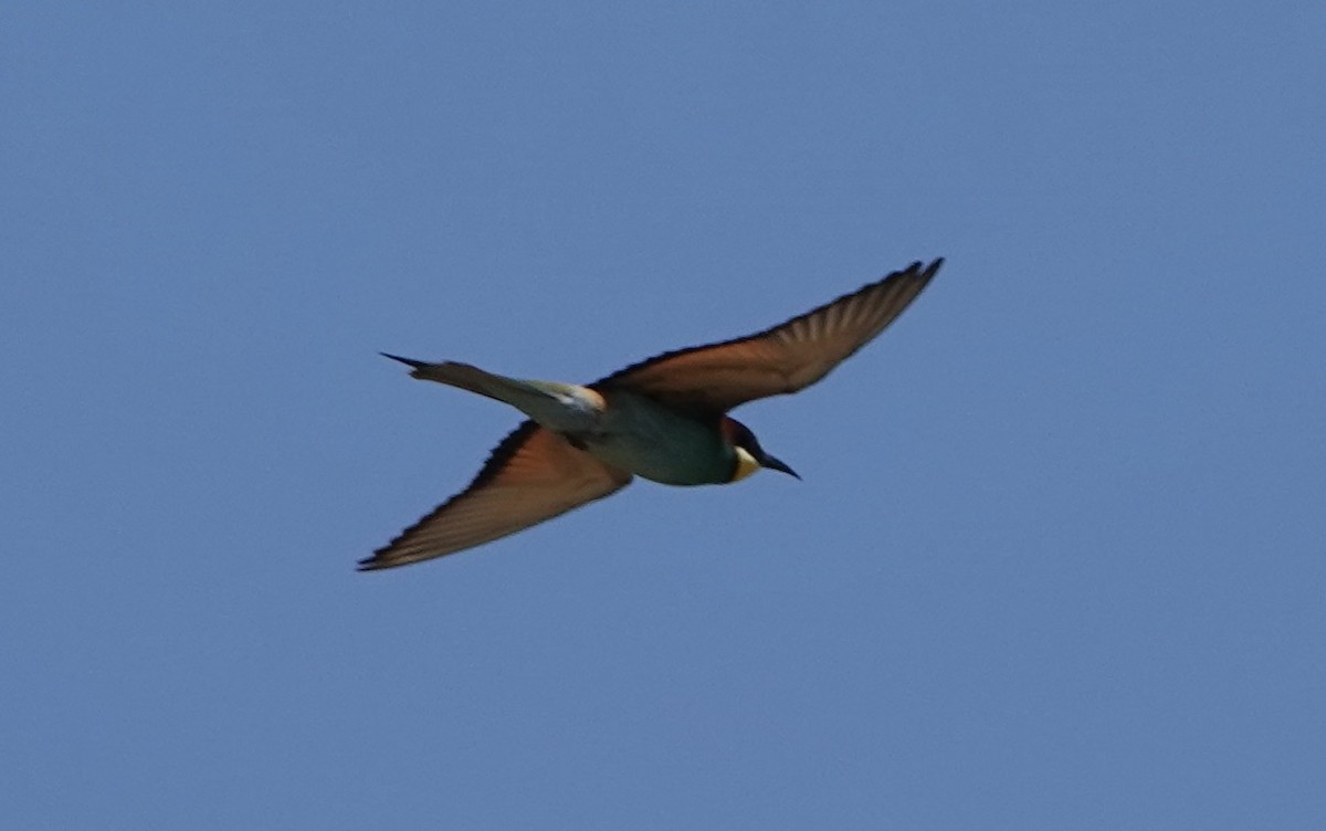 European Bee-eater - Dave Ebbitt