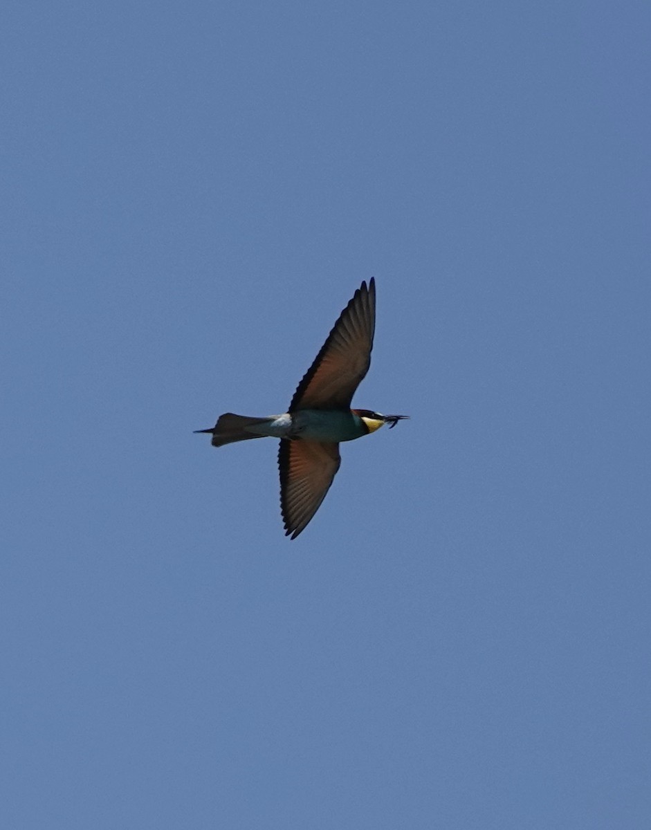 European Bee-eater - ML620519292