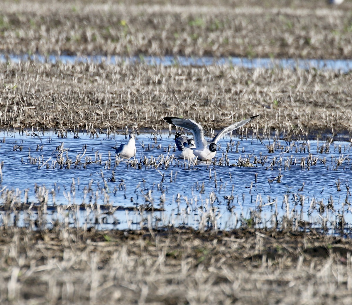 Franklin's Gull - ML620519293