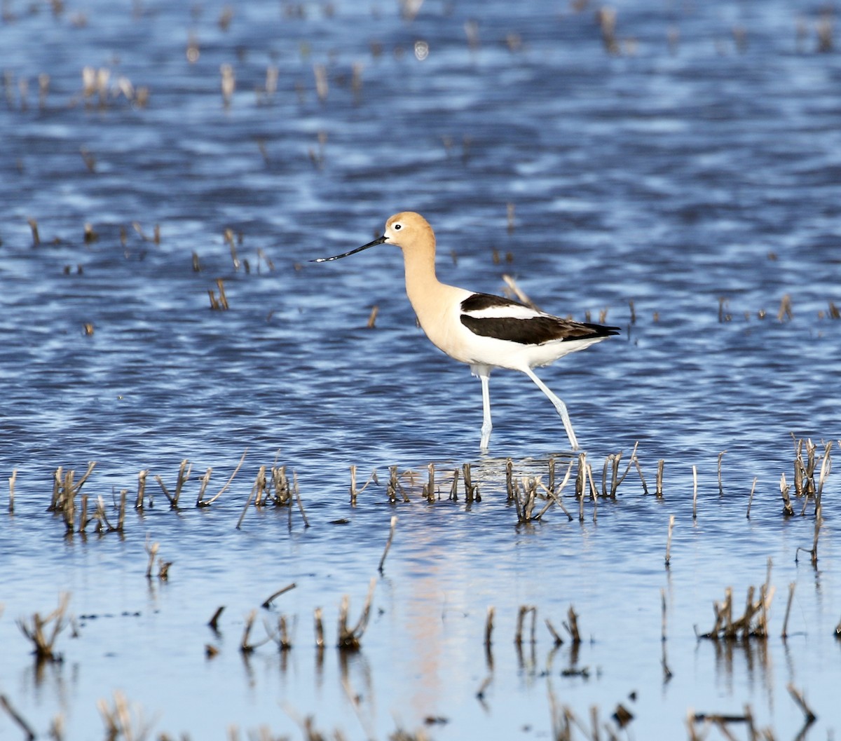 American Avocet - ML620519297