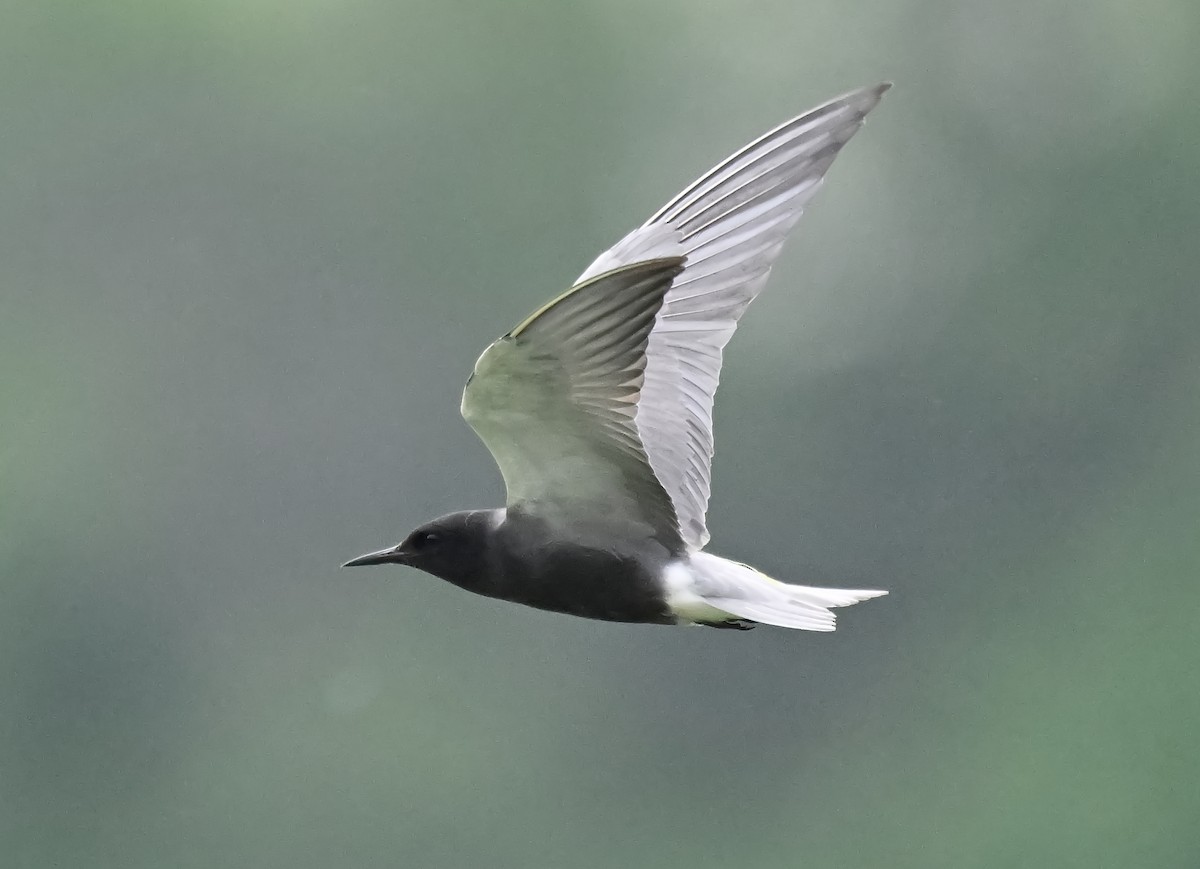 Black Tern - ML620519302