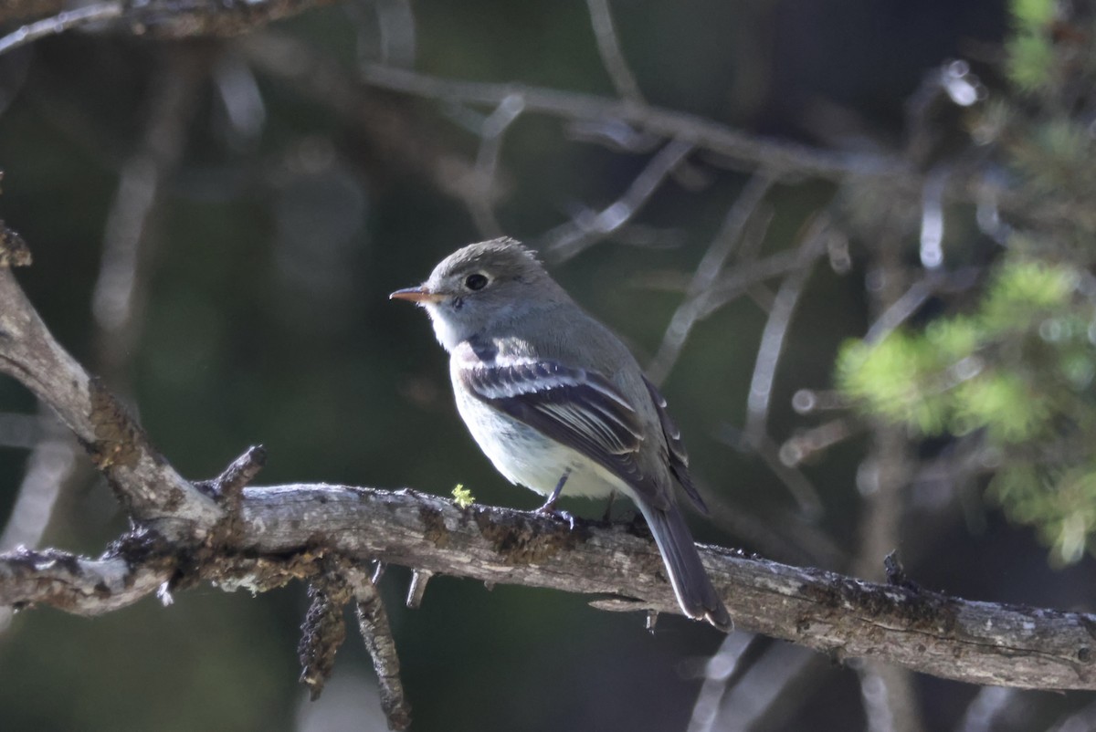 Hammond's Flycatcher - ML620519309