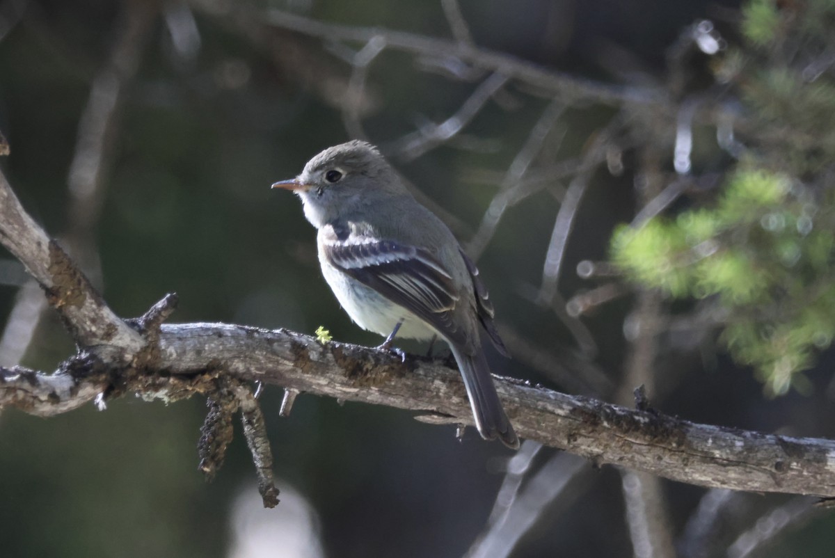 Hammond's Flycatcher - ML620519310