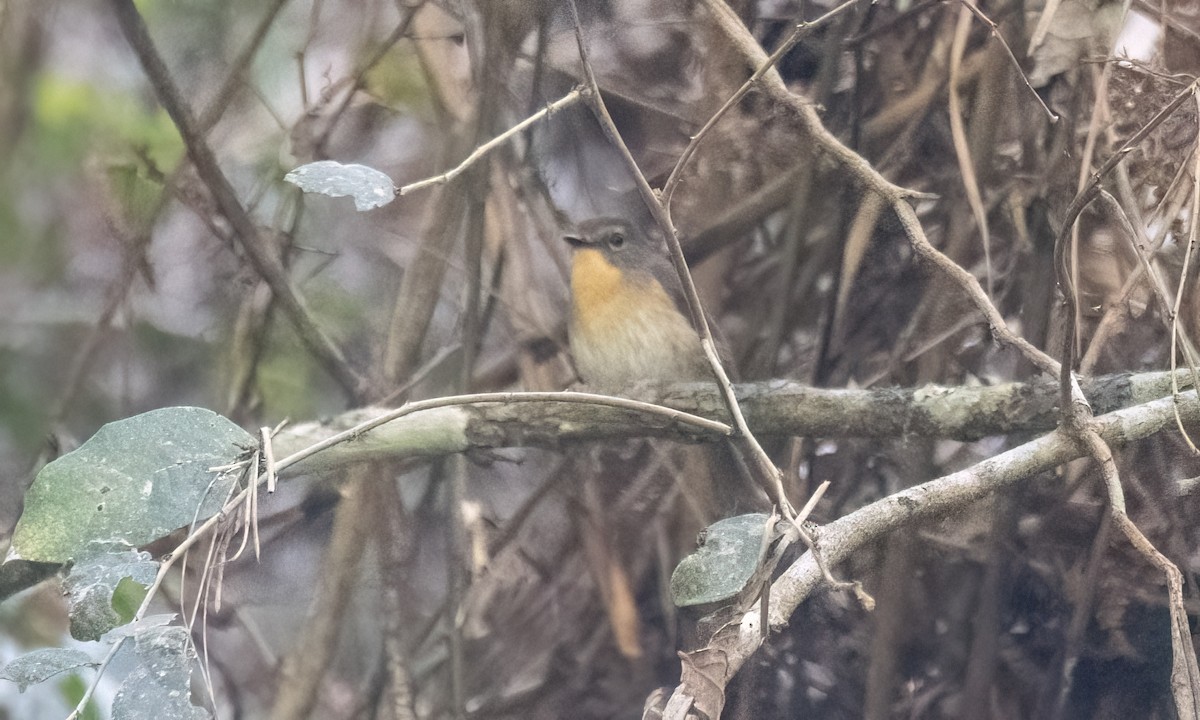 Bundok Flycatcher - ML620519311