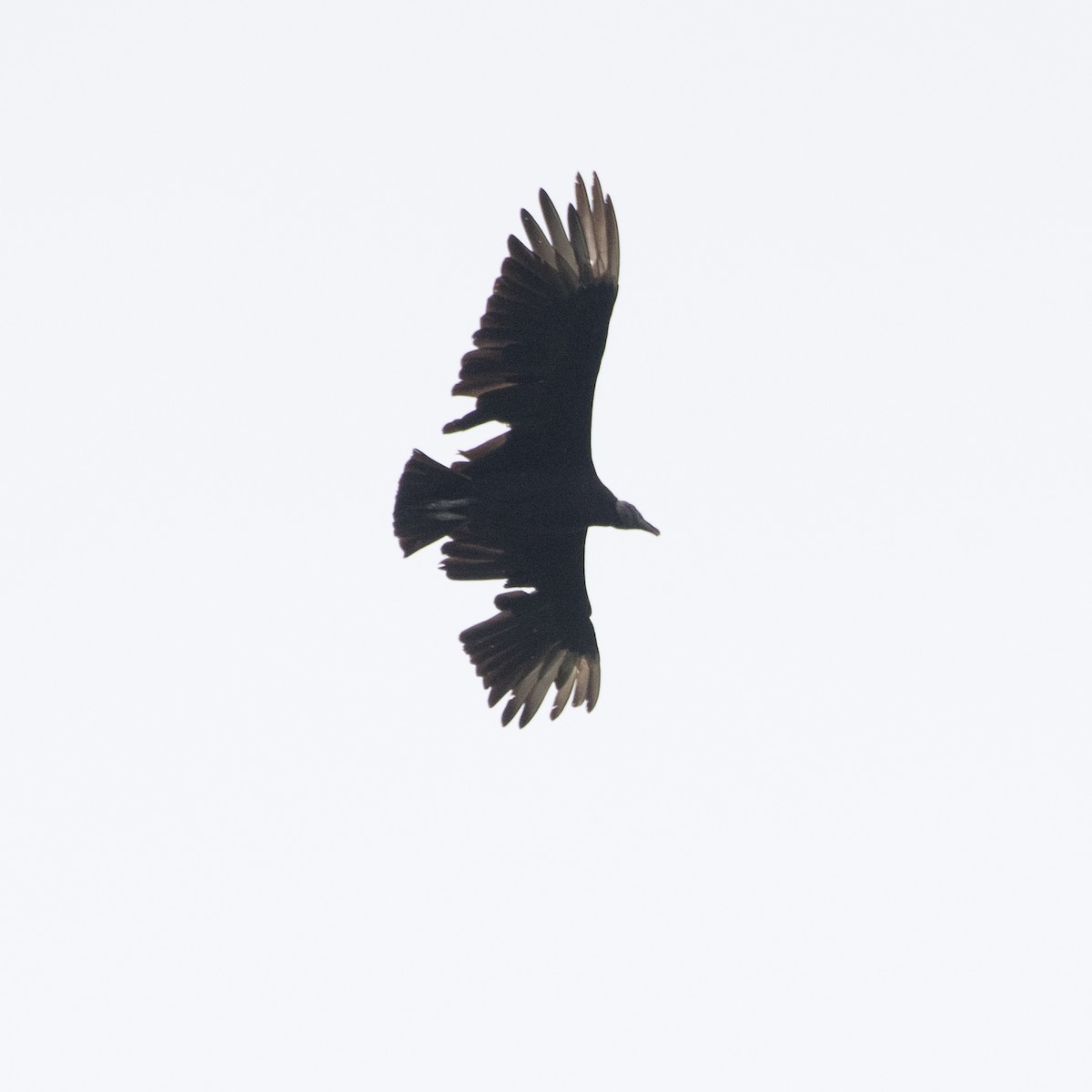 Black Vulture - ML620519332