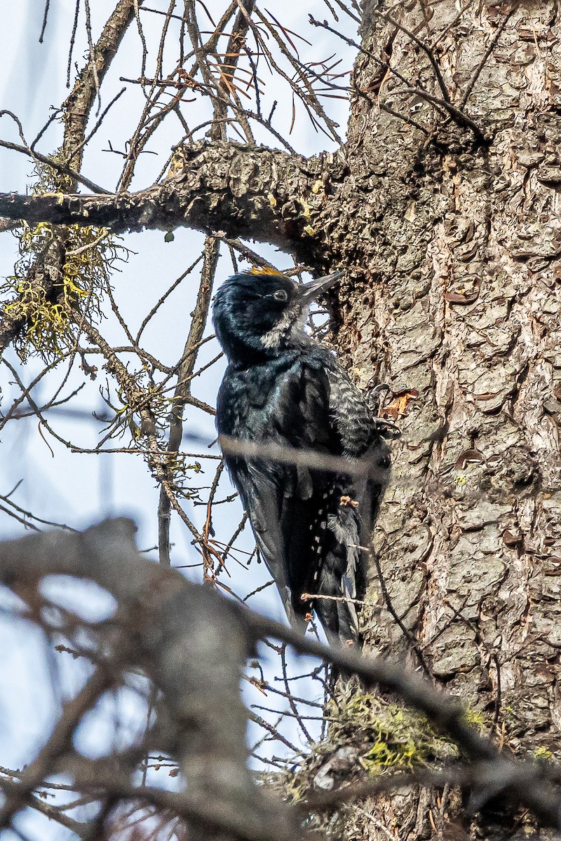 Black-backed Woodpecker - ML620519333