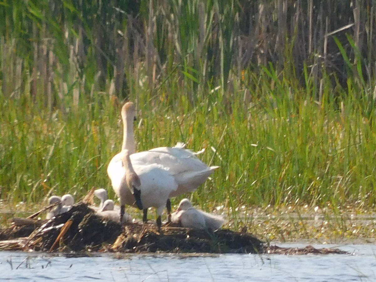 Trumpeter Swan - ML620519338