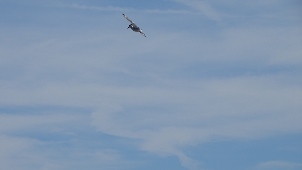 Arctic Tern - ML620519342