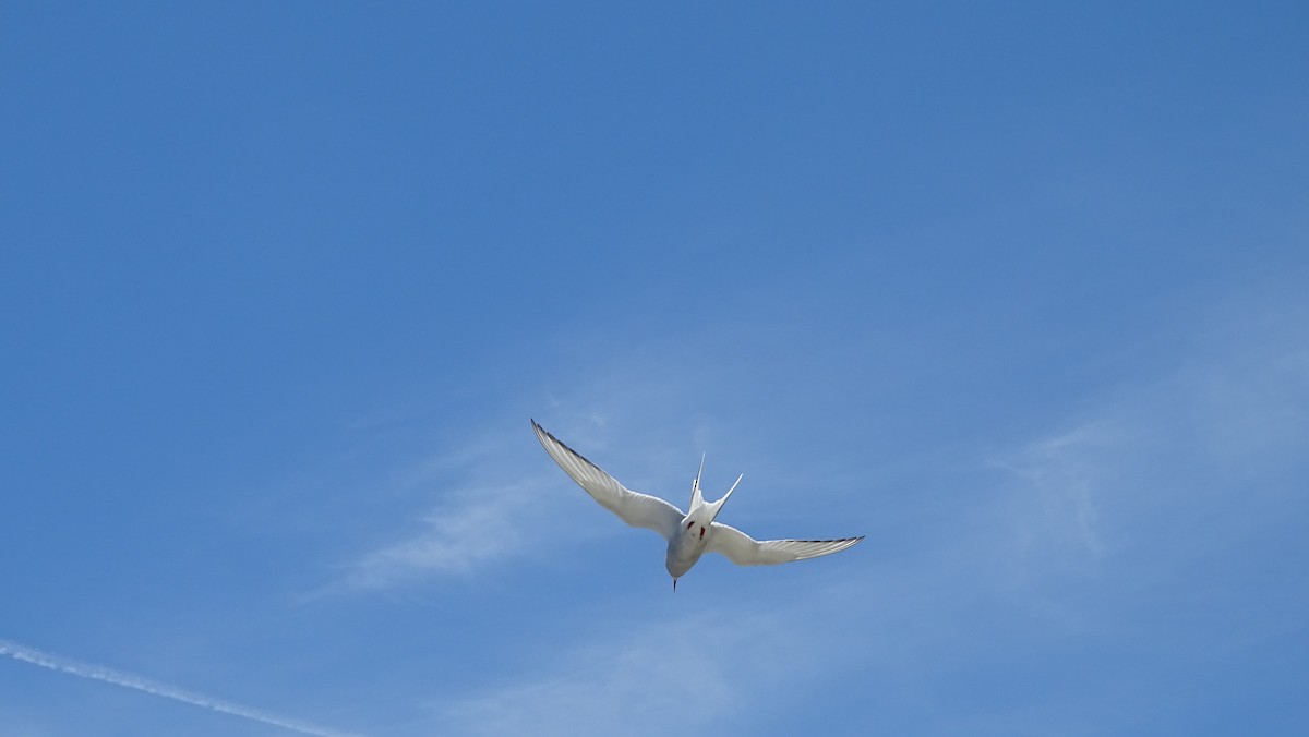 Arctic Tern - ML620519343