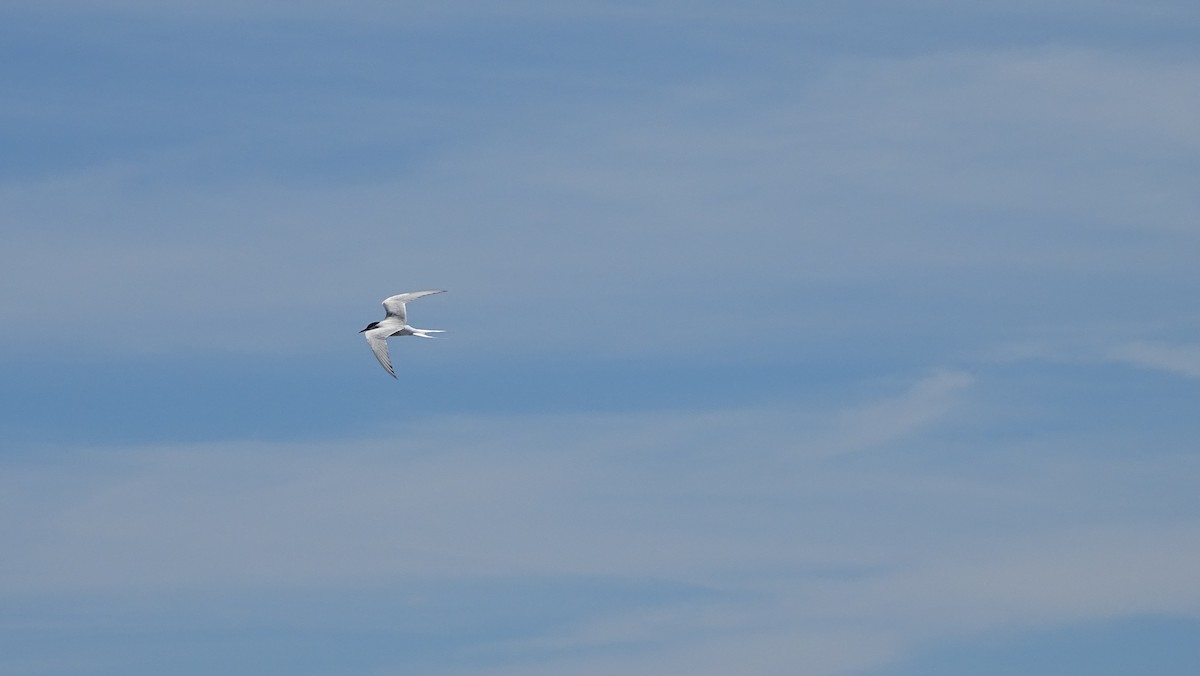 Arctic Tern - ML620519346